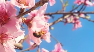 Interracial gay pollen heist gets rough