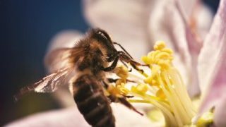 POLICE BEE RUBBED AT PISTIL POINT