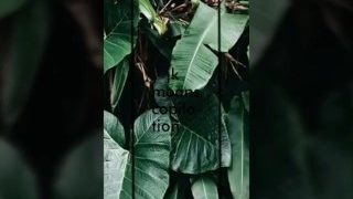 Jungkook Moans (Korean)